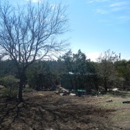 Pioneer's green metal tanks blend in well among the hill country's 'cedar' (juniperus ashei)